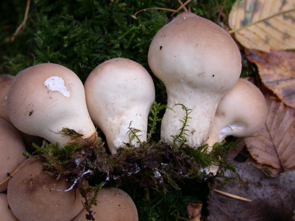 lycoperdon ??